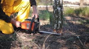 Best Organic Lawn Care Solutions  in Princeton, MN