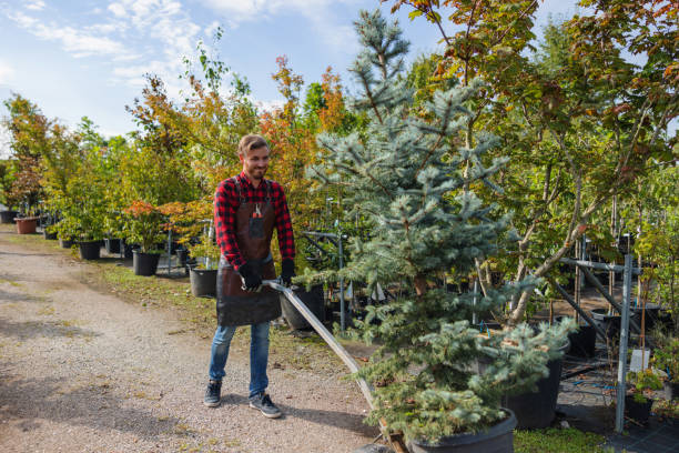 Organic Lawn Care Solutions in Princeton, MN